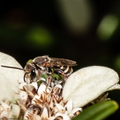 Lipotriches sp. (genus) (Halictid bee) at Acton, ACT - 11 Apr 2022 by Roger