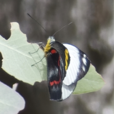 Delias nigrina (Black Jezebel) at Pialligo, ACT - 27 Mar 2022 by RomanSoroka