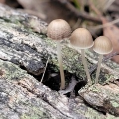 Mycena sp. (Mycena) at Stromlo, ACT - 11 Apr 2022 by trevorpreston