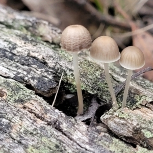 Mycena sp. at Stromlo, ACT - 11 Apr 2022