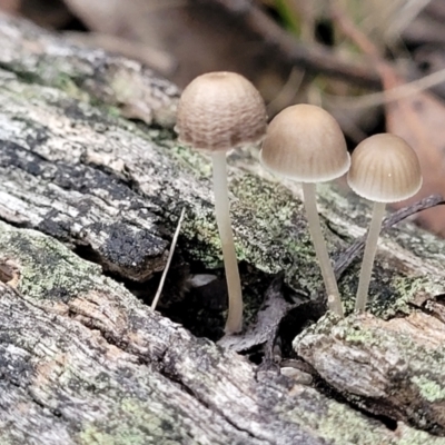 Mycena sp. (genus) (Mycena) at Stromlo, ACT - 11 Apr 2022 by trevorpreston