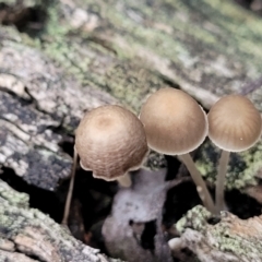 Mycena sp. at Stromlo, ACT - 11 Apr 2022