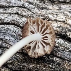 Mycena sp. at Stromlo, ACT - 11 Apr 2022