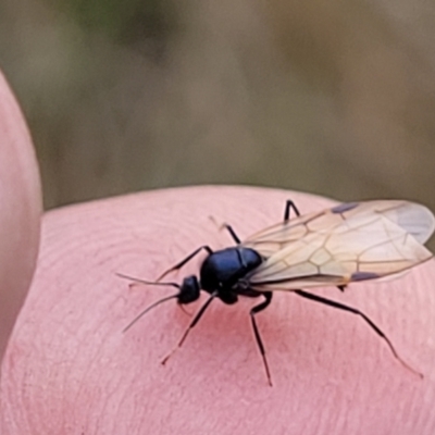 Formicidae (family) (Unidentified ant) at Stromlo, ACT - 11 Apr 2022 by trevorpreston