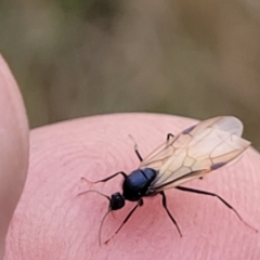 Formicidae (family) at Stromlo, ACT - 11 Apr 2022 03:18 PM