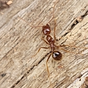 Aphaenogaster longiceps at Stromlo, ACT - 11 Apr 2022 03:24 PM