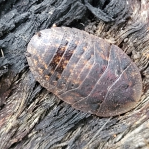 Laxta granicollis at Molonglo Valley, ACT - 11 Apr 2022