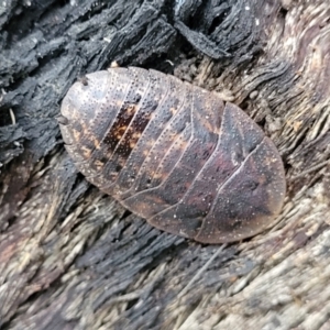 Laxta granicollis at Molonglo Valley, ACT - 11 Apr 2022