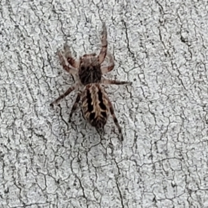 Sandalodes superbus at Molonglo Valley, ACT - 11 Apr 2022