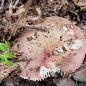 Russula sp. at Molonglo Valley, ACT - 11 Apr 2022