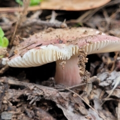 Russula sp. (genus) at Molonglo Valley, ACT - 11 Apr 2022 03:37 PM