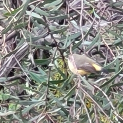 Acanthiza reguloides (Buff-rumped Thornbill) at Molonglo Valley, ACT - 11 Apr 2022 by trevorpreston