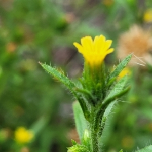 Dittrichia graveolens at Molonglo Valley, ACT - 11 Apr 2022