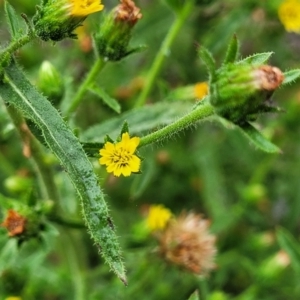 Dittrichia graveolens at Molonglo Valley, ACT - 11 Apr 2022