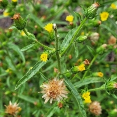 Dittrichia graveolens at Molonglo Valley, ACT - 11 Apr 2022