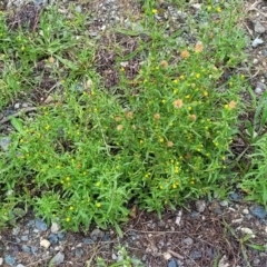 Dittrichia graveolens at Molonglo Valley, ACT - 11 Apr 2022