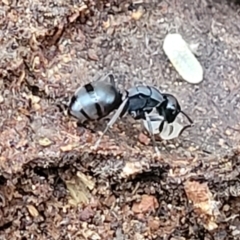 Polyrhachis sp. (genus) (A spiny ant) at Denman Prospect 2 Estate Deferred Area (Block 12) - 11 Apr 2022 by trevorpreston
