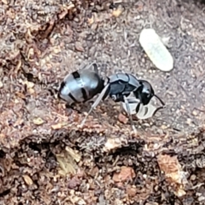 Polyrhachis sp. (genus) at Molonglo Valley, ACT - 11 Apr 2022 03:27 PM