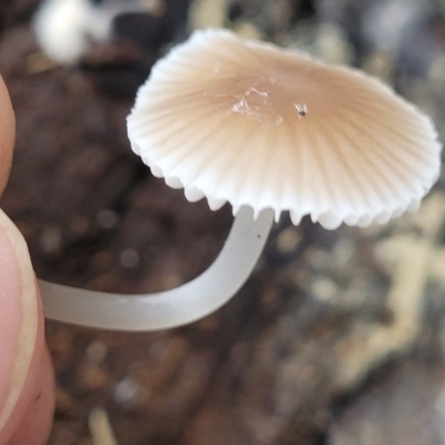 Mycena sp. (genus) (Mycena) at Stromlo, ACT - 11 Apr 2022 by trevorpreston
