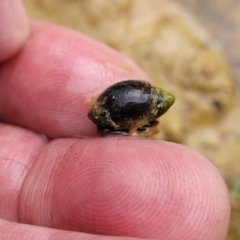 Physa acuta (European physa, Left-handed pondsnail) at Molonglo Valley, ACT - 11 Apr 2022 by trevorpreston