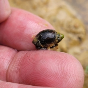 Physa acuta at Molonglo Valley, ACT - 11 Apr 2022