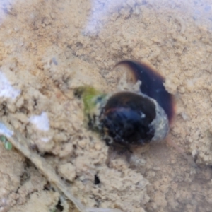 Physa acuta at Molonglo Valley, ACT - 11 Apr 2022