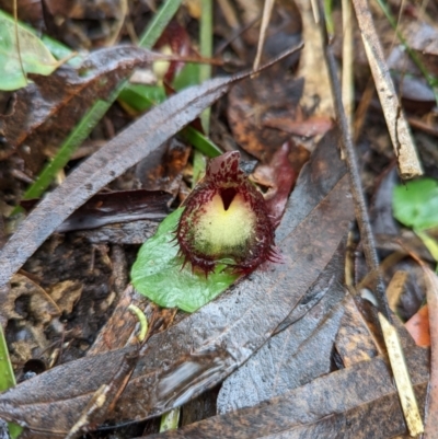 Corysanthes hispida (Bristly Helmet Orchid) at Paddys River, ACT - 10 Apr 2022 by Rebeccajgee