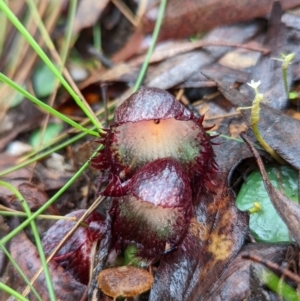 Corysanthes hispida at Paddys River, ACT - 10 Apr 2022