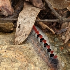 Trichiocercus sparshalli (Sparshall's Moth) at Tidbinbilla Nature Reserve - 10 Apr 2022 by Rebeccajgee