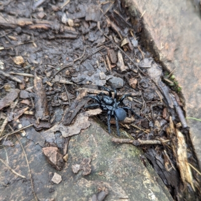Missulena sp. (genus) (Mouse spider) at Kambah, ACT - 10 Apr 2022 by Rebeccajgee