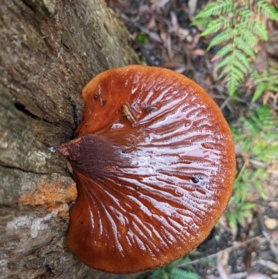 Fistulina sp. (A Beefsteak fungus) at Tidbinbilla Nature Reserve - 10 Apr 2022 by Rebeccajgee