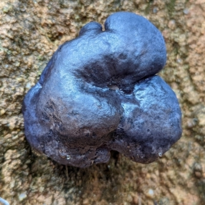 Unidentified Fungus at Paddys River, ACT - 10 Apr 2022 by Rebeccajgee