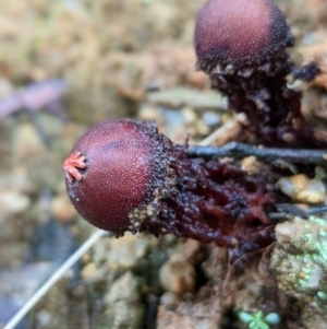 Calostoma fuscum at Paddys River, ACT - 10 Apr 2022