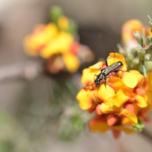 Eleale sp. (genus) at Wamboin, NSW - 6 Nov 2021