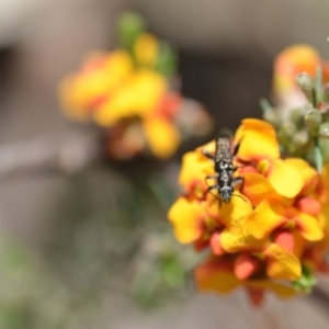 Eleale sp. (genus) at Wamboin, NSW - 6 Nov 2021