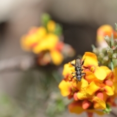 Eleale sp. (genus) at Wamboin, NSW - 6 Nov 2021