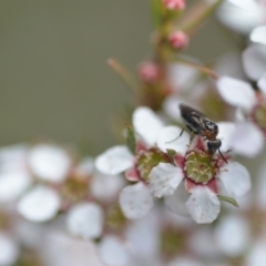 Apocrita (suborder) (Unidentified wasp) at Wamboin, NSW - 6 Nov 2021 by natureguy