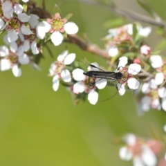 Amphirhoe sloanei at Wamboin, NSW - 6 Nov 2021