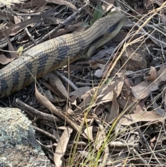 Tiliqua scincoides scincoides (Eastern Blue-tongue) at Hawker, ACT - 10 Apr 2022 by JaneR