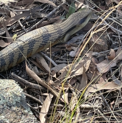 Tiliqua scincoides scincoides (Eastern Blue-tongue) at Hawker, ACT - 10 Apr 2022 by JaneR