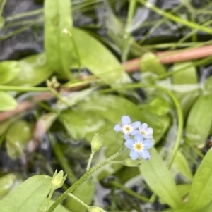 Myosotis laxa subsp. caespitosa at Cotter River, ACT - 11 Apr 2022