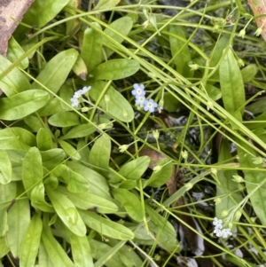 Myosotis laxa subsp. caespitosa at Cotter River, ACT - 11 Apr 2022