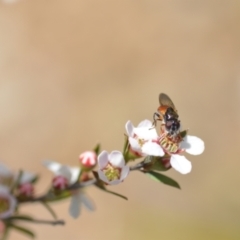 Psilota rubra at Wamboin, NSW - 6 Nov 2021