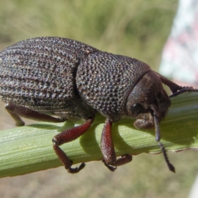 Amycterus abnormis (Ground weevil) at Molonglo Valley, ACT - 10 Apr 2022 by RomanSoroka