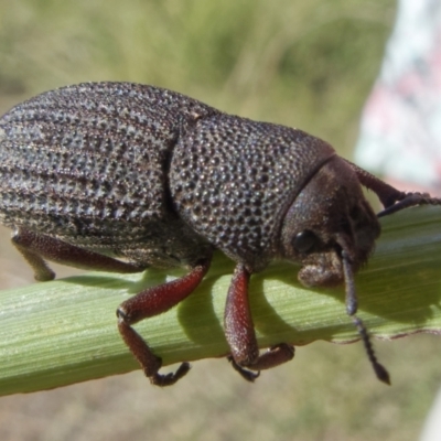 Amycterus abnormis (Ground weevil) at Molonglo Valley, ACT - 10 Apr 2022 by roman_soroka