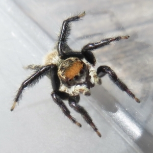 Maratus griseus at Narrabundah, ACT - 18 Mar 2022