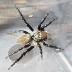 Maratus griseus at Narrabundah, ACT - 18 Mar 2022 11:10 AM