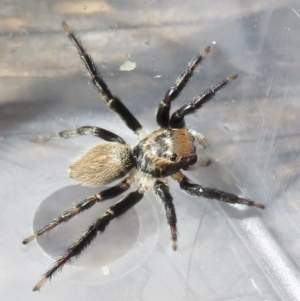 Maratus griseus at Narrabundah, ACT - 18 Mar 2022