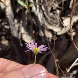 Brachyscome ciliaris var. ciliaris at Bungonia, NSW - 11 Apr 2022