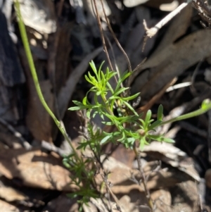 Brachyscome ciliaris var. ciliaris at Bungonia, NSW - 11 Apr 2022